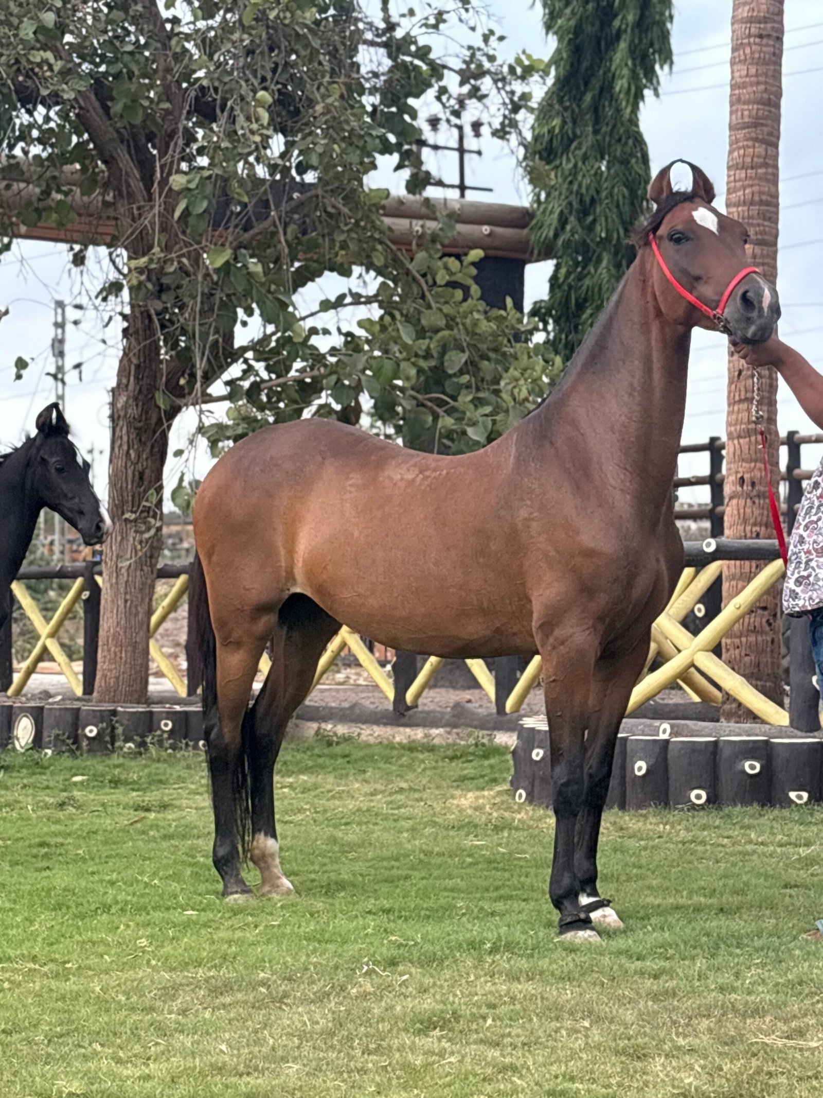 Premium Marwari Mare & Colt Pair for Sale | Swara & Meghraj | IETA