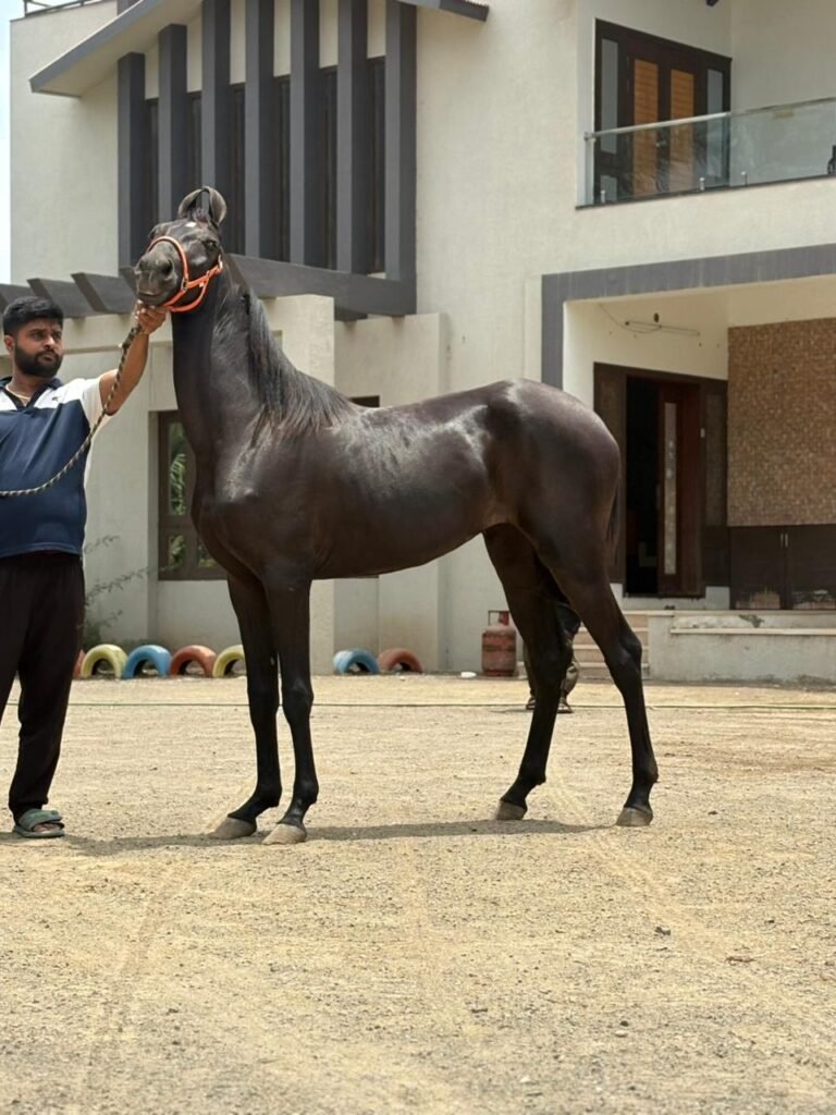 Premium Marwari Filly for Sale: Devyani (Dev Saheb Lineage)
