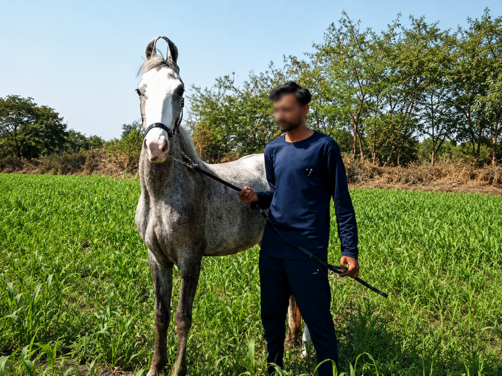 Premium Young Filly for Sale: Exceptional Type & Pedigree