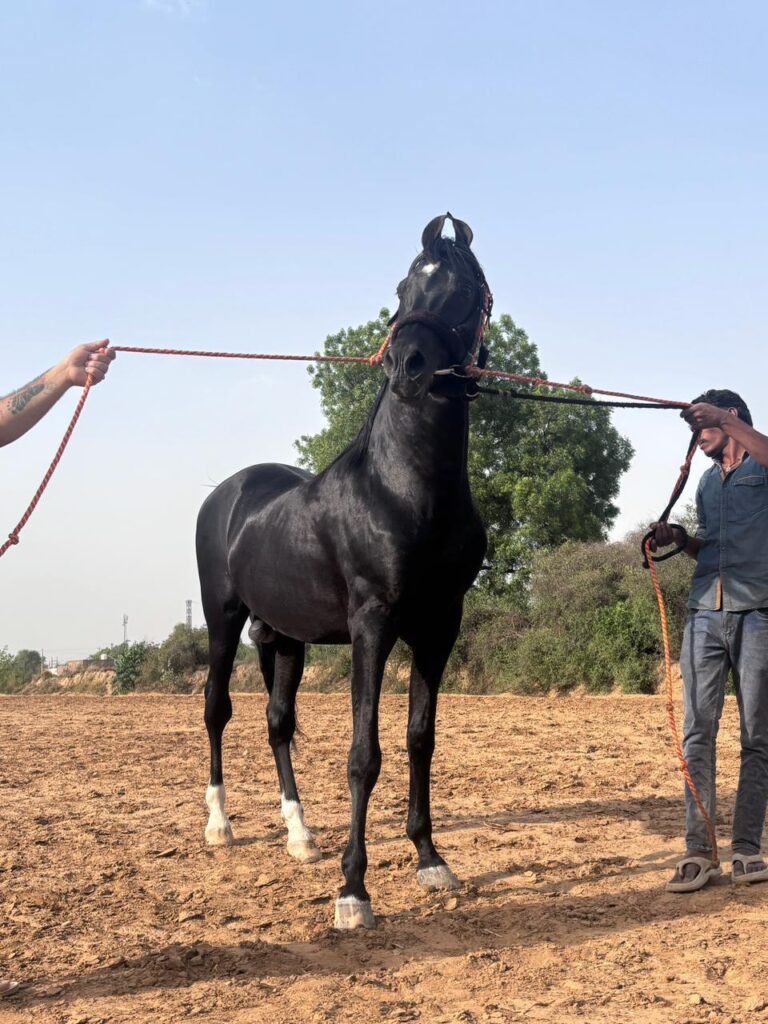 8-Year-Old Stallion, FEATURED STALLION – CINEMA STAR