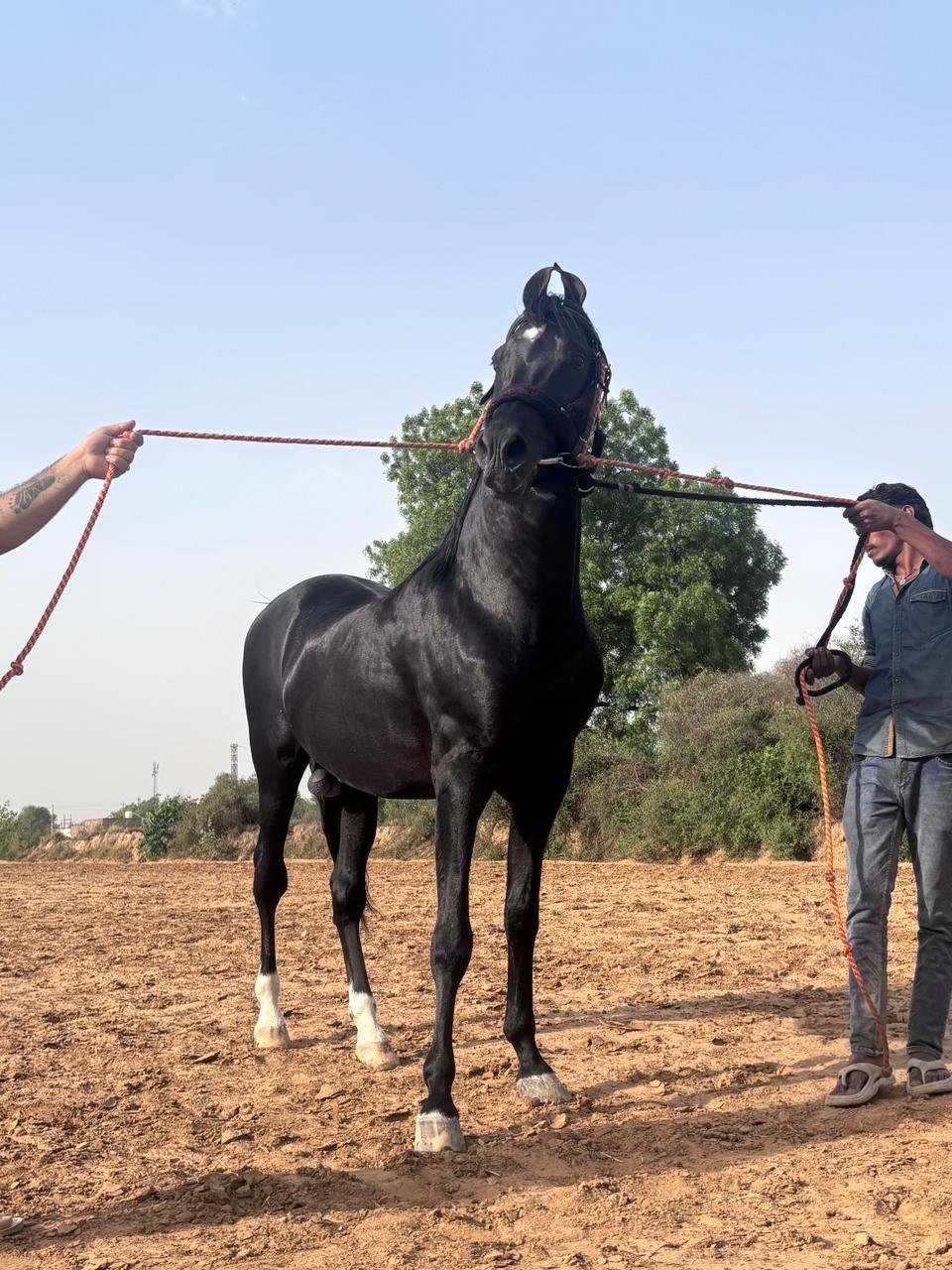 8-Year-Old Stallion, FEATURED STALLION – CINEMA STAR