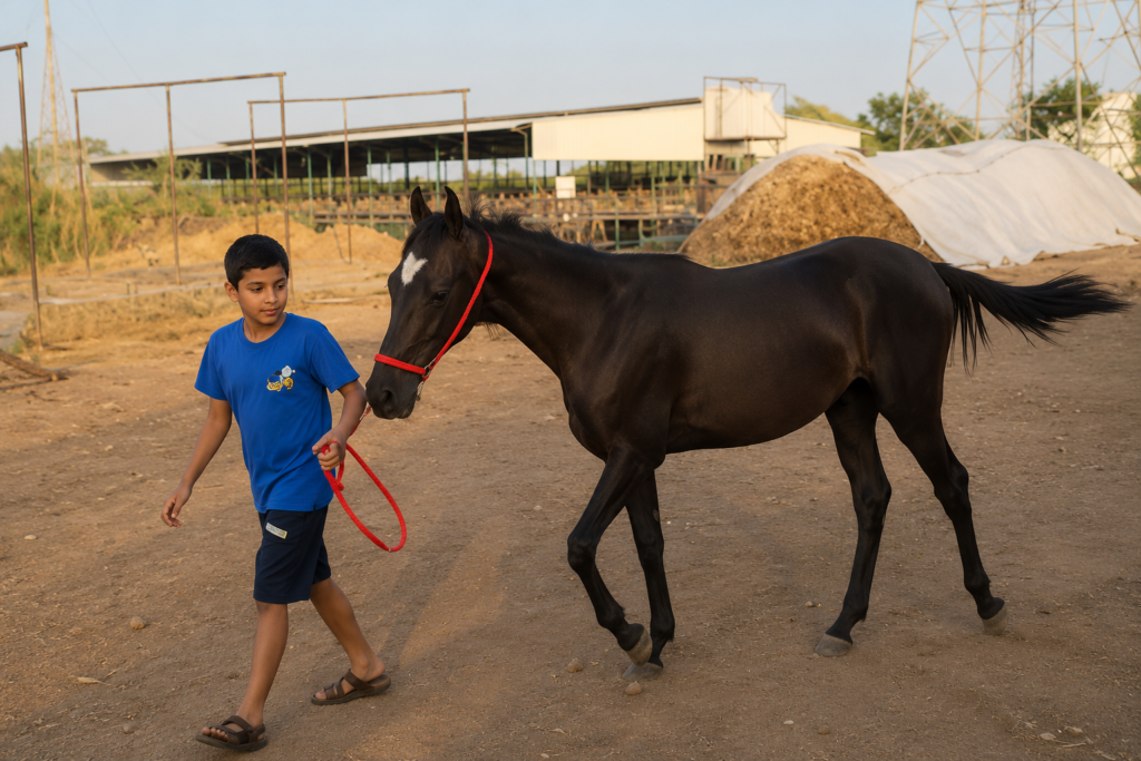 17 MONTHS PREMIUM COLT PRESENTATION  RANVEER