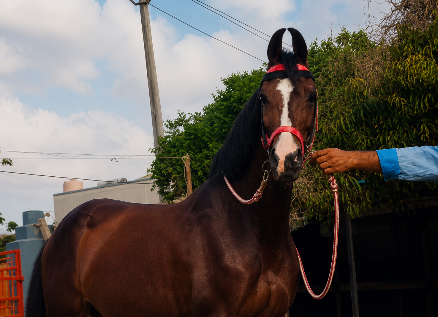 Premium Marwari Mare & Colt Pair for Sale: Shivraj & Dabang Lineage