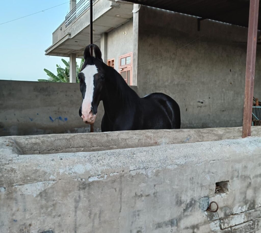 Quality 9-Year-Old Mare for Sale: Versatile Riding & Breeding Prospect