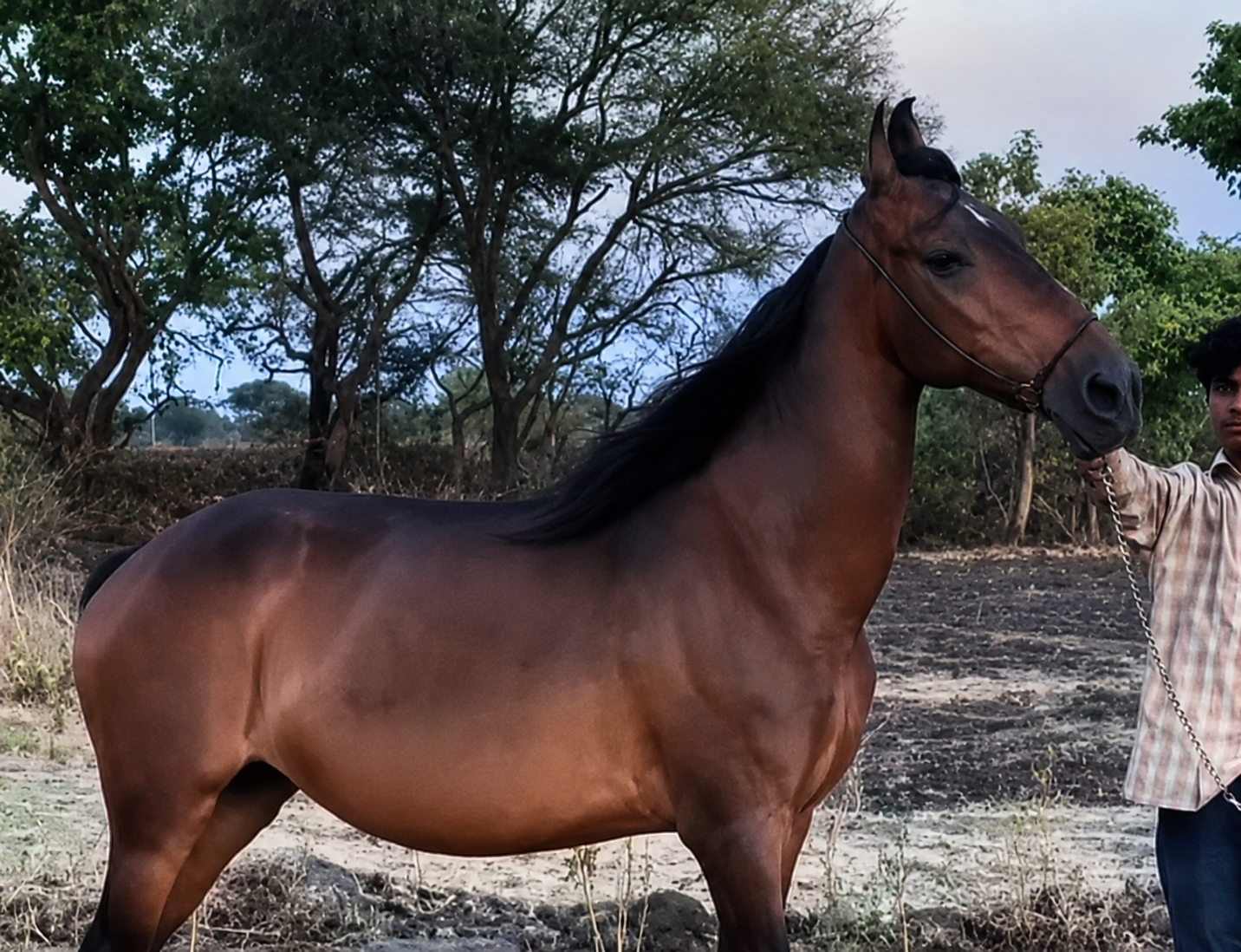 Quality Marwari Mare for Sale: Exceptional Height & Structure