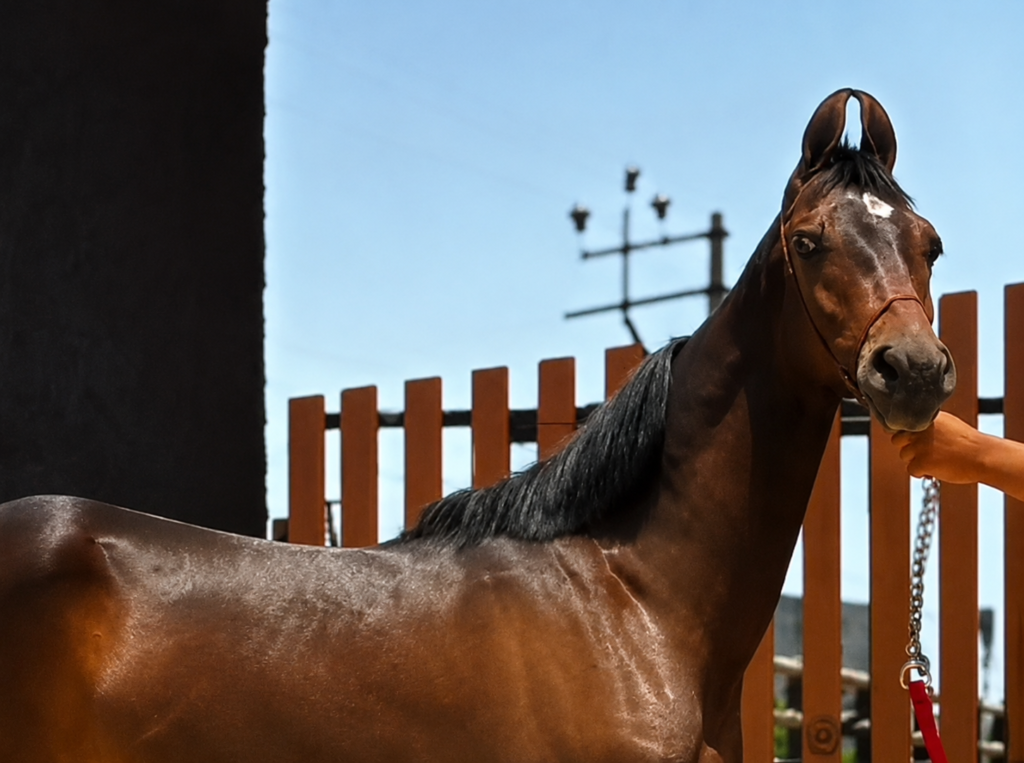 Premium Filly for Sale: Shree (Lal Ratan & Kala Kanta Lineage)