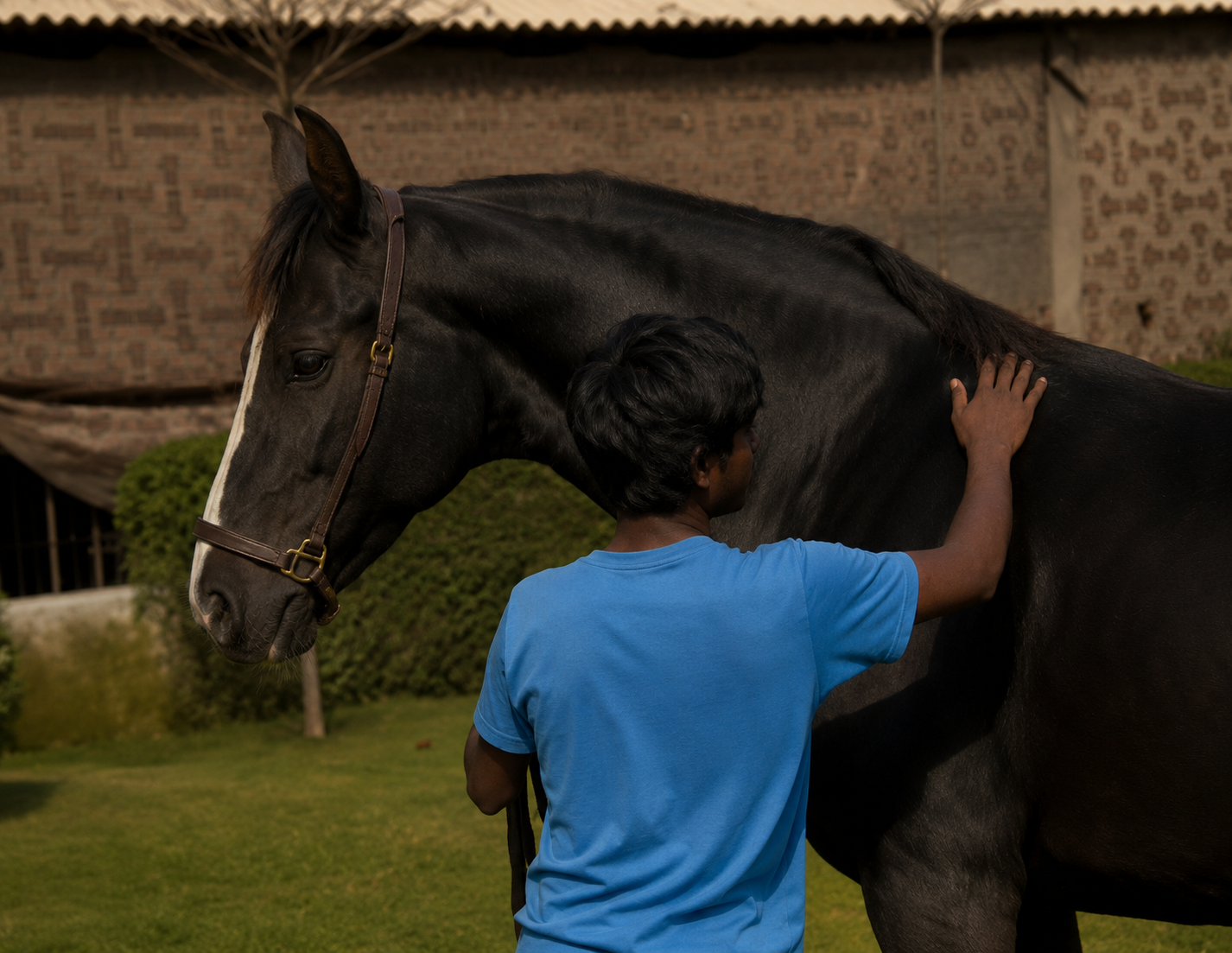 Elite Private Placement Completed: Laxmi (61-Inch Marwari Mare)