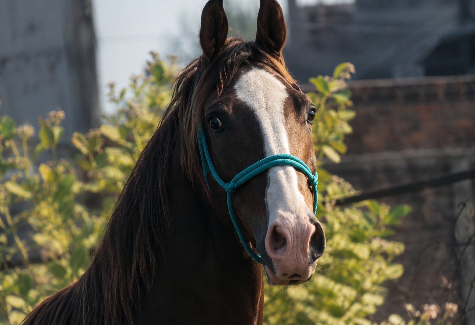 Elite 3-in-1 Marwari Broodmare Package | Mare, Colt & In Foal | IETA
