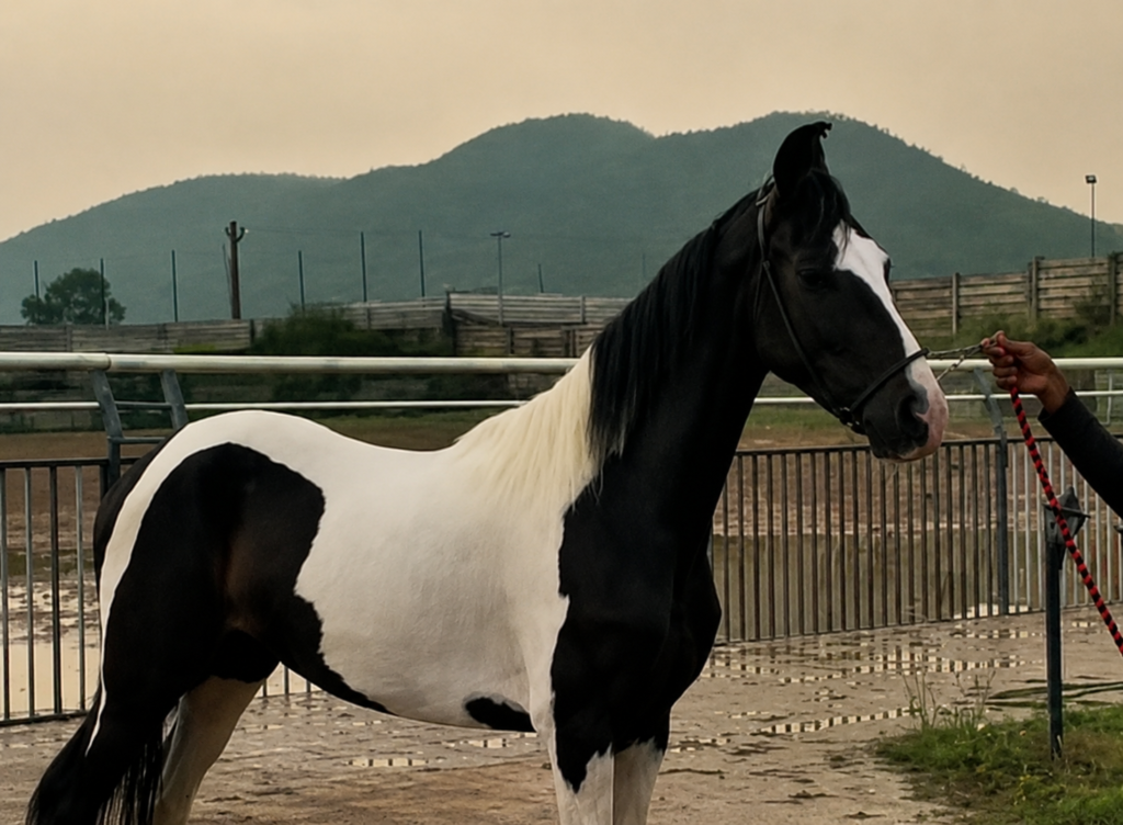 Premium Marwari Filly for Sale: Naintara (Ajmeri Wala & Palace Lineage)