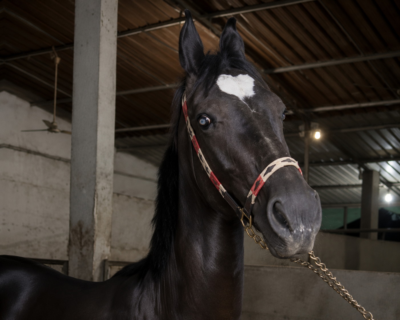 17 MONTHS PREMIUM COLT PRESENTATION  RANVEER