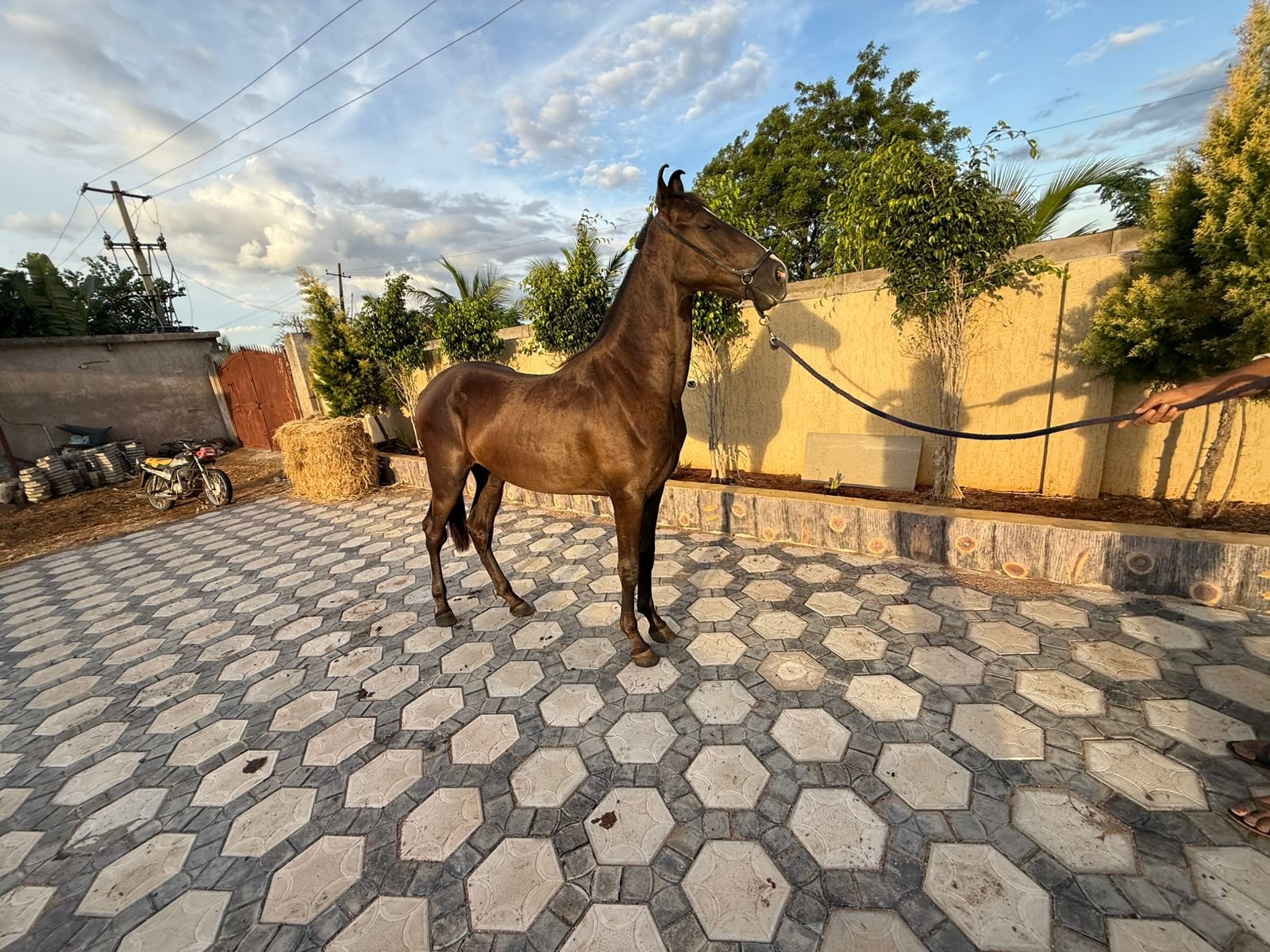 19 MONTHS OLD EXCLUSIVE MARWARI FILLY AVAILABLE