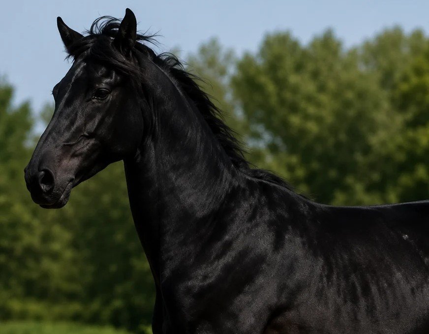 ELITE KWPN DUTCH WARMBLOOD STALLION – INTERNATIONAL PROSPECT 🌟