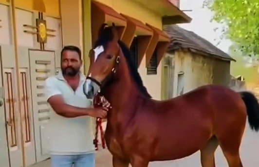 Premium Marwari Filly For Sale – Fayza | Chand Lineage | IETA