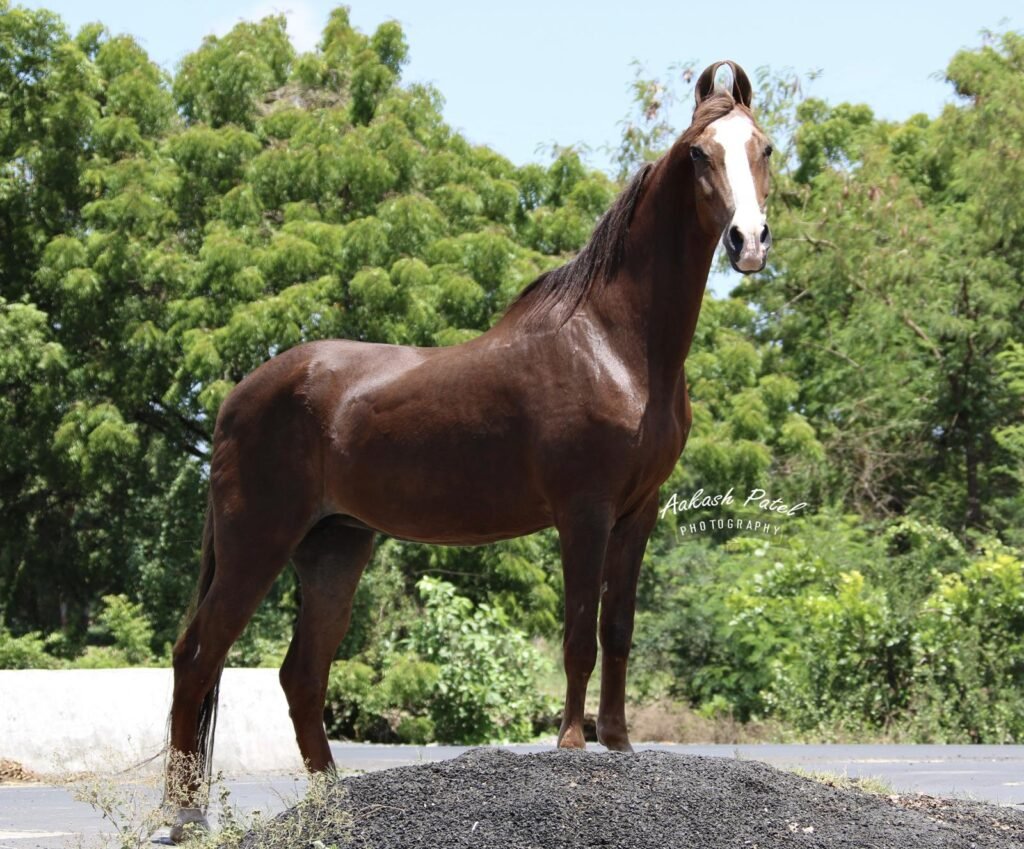 Premium Marwari Mare for Sale: Exceptional 63+ Inch Stature