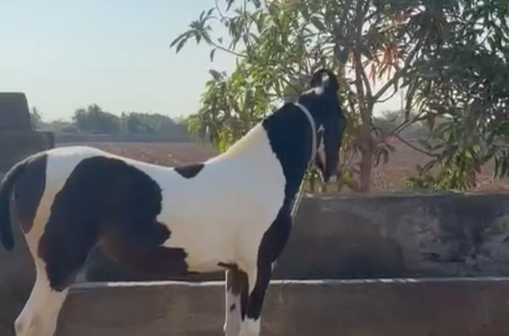 Premium Marwari filly for sale:Elite heritage lineage