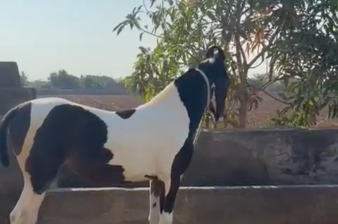 Premium Marwari filly for sale:Elite heritage lineage