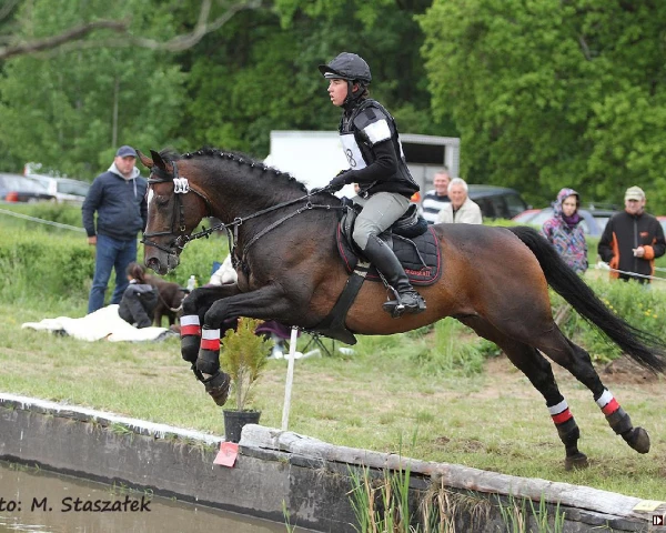 Elite Anglo-Arab Gelding for Sale: Małopolski Sport Horse