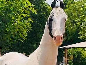Premium Marwari Colt for Sale: Shandaar (Vantara & Alibaba Lineage)
