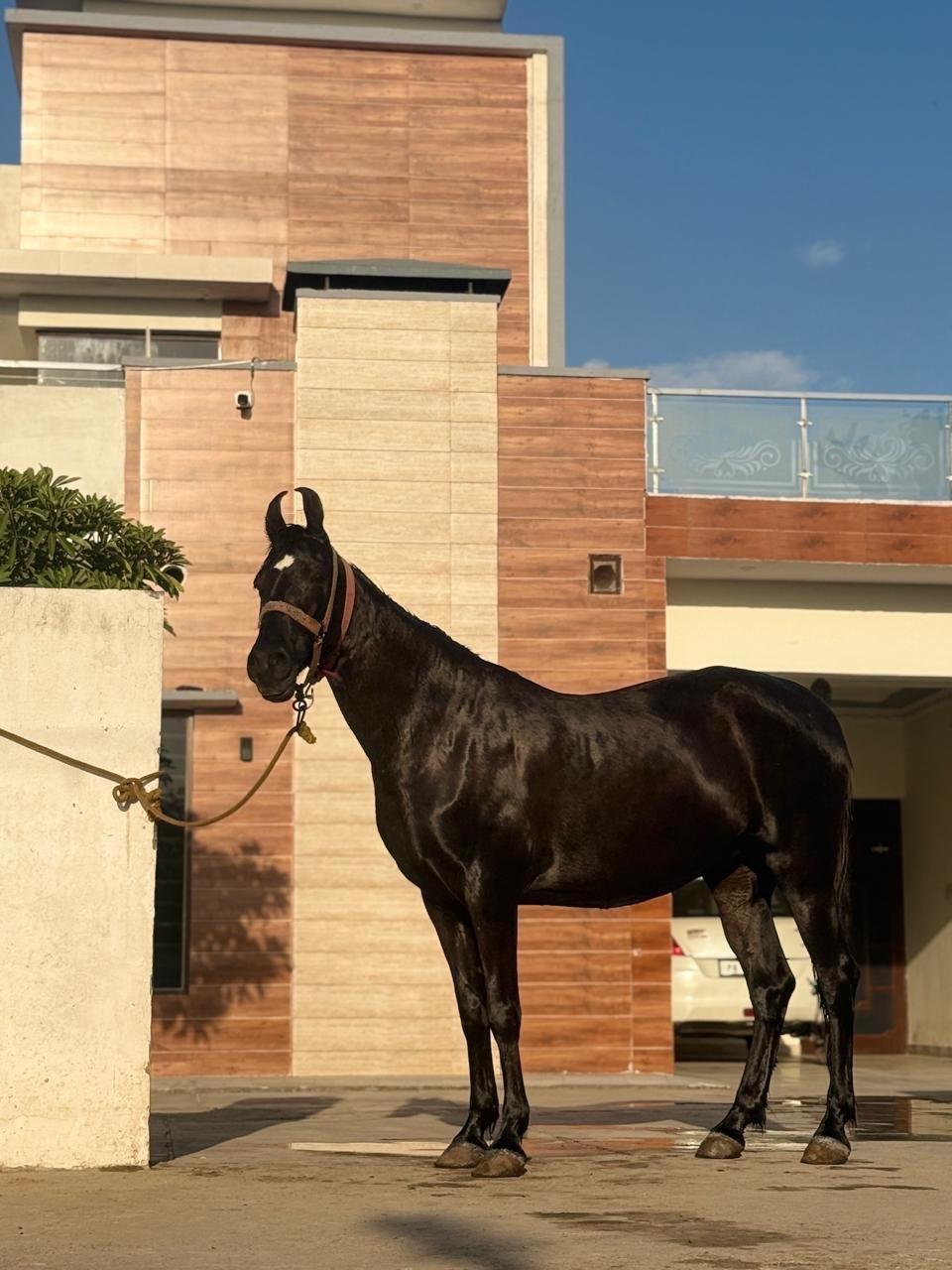 Premium Show-Quality Marwari Mare: Elite Lineage (In Foal to Stallion Jaidev)
