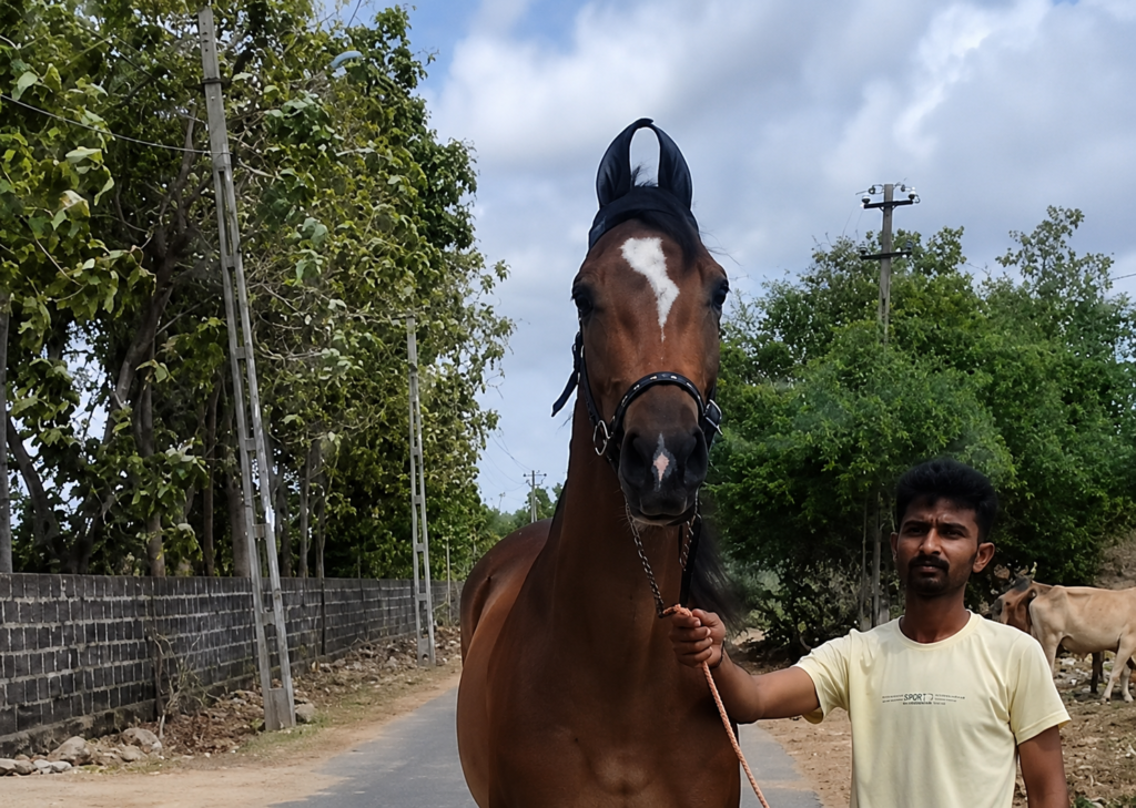 Premium Marwari Mare for Sale: Kamya (Lakho & Swaraj Lineage)