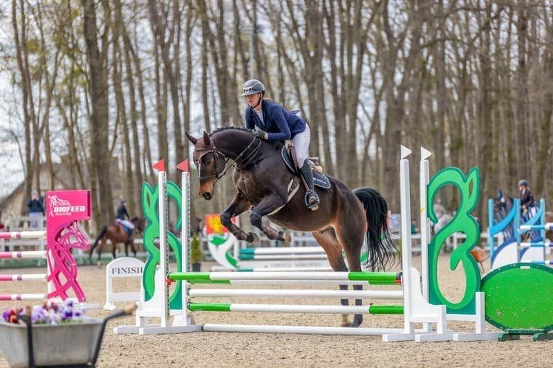 Elite Anglo-Arab Gelding for Sale: Małopolski Sport Horse