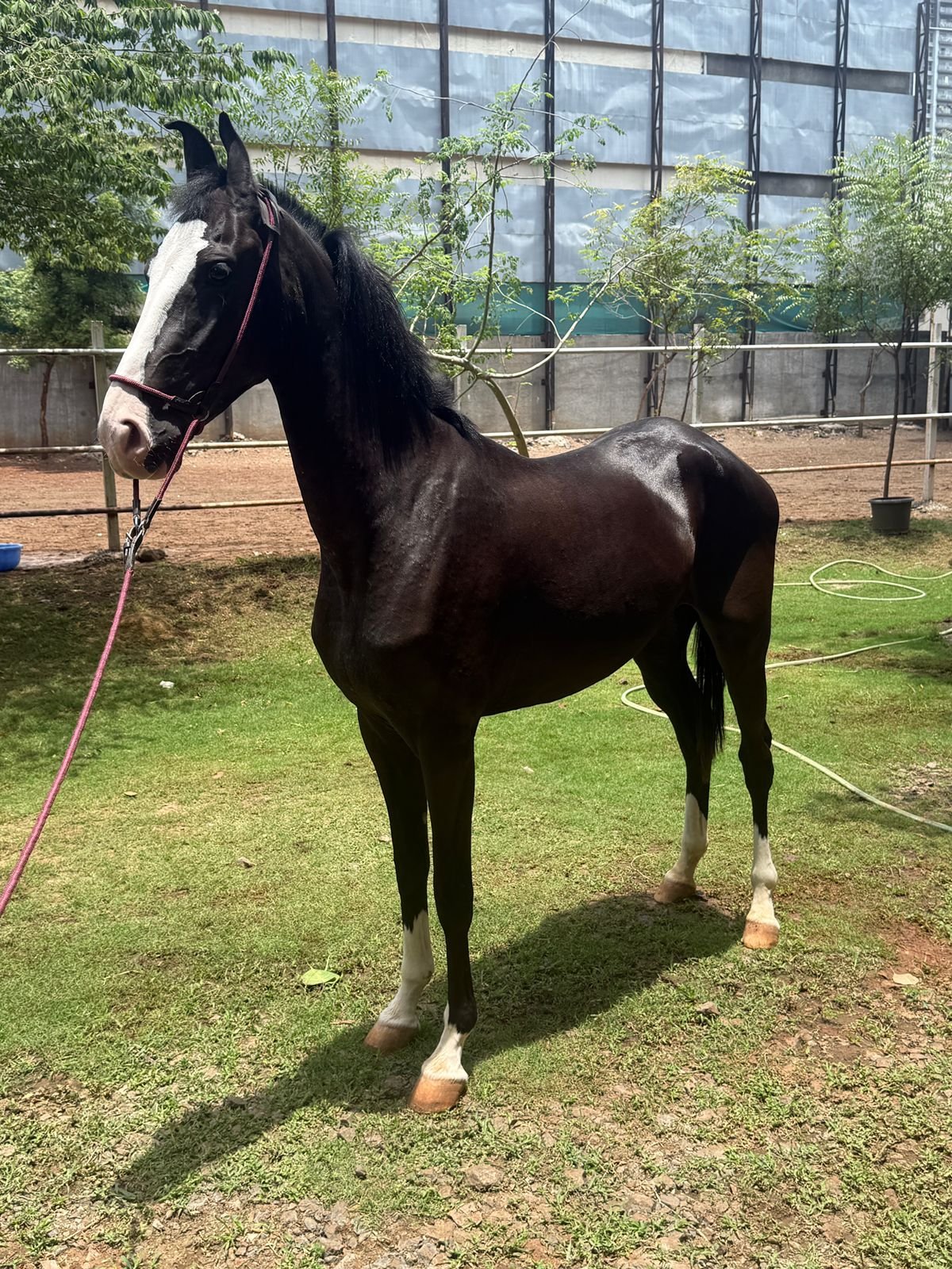 Premium Marwari Filly for Sale: Exclusive Private Placement (60 Inches)