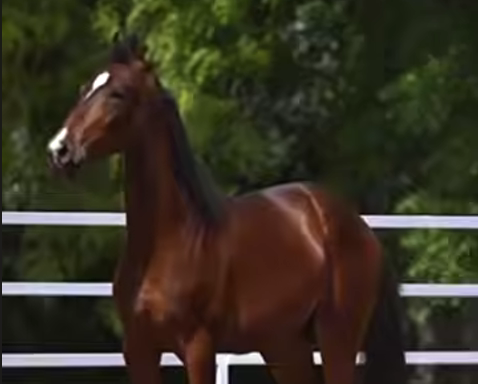 Elite Colt for Sale: Dual Champion Bloodlines