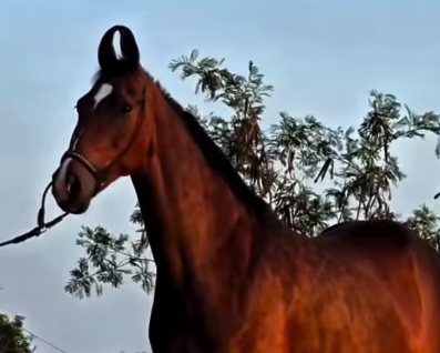 Premium Mare for Sale: Rubi (Old Line Mani Odh)