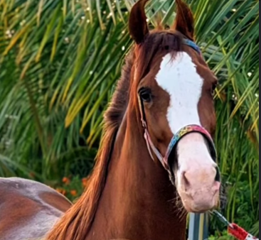 Premium Marwari Mare for Sale – Shivani | Confirmed In Foal | IETA