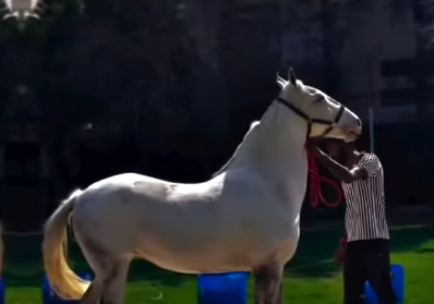 Premium Broodmare for Sale: Sanjh (Makhan Bloodline)