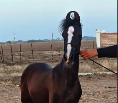 Premium Marwari Filly for Sale – Zara | Nagraj Bloodline