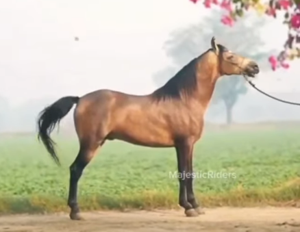 Premium Stallion for Sale – Gurshaan | Dilawar Bloodline | IETA