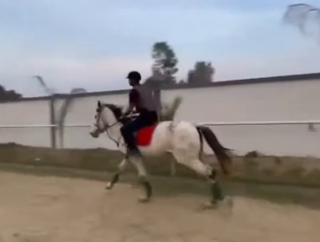 Elite Hanoverian Gelding for Sale | 1-Meter Show Jumper | IETA