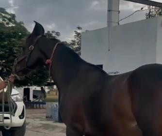 Premium Marwari Mare for Sale: Naag Bloodline