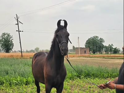 Premium Black Mare for Sale | Elite Bloodline