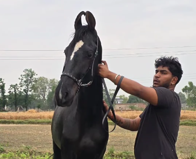 Elite Colt for Sale – By Lal Ratan