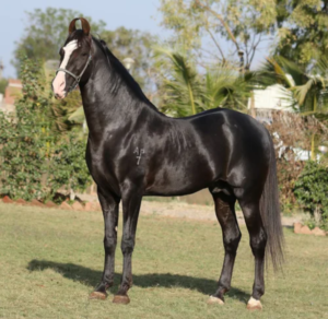 AshwaRaj (Sired by the renowned All India Champion Saptansh)