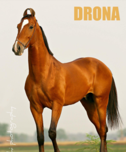 Drona