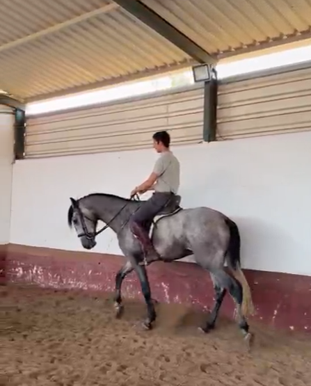 Premium Lusitano Stallion for Sale: National-Level Prospect (173 cm)