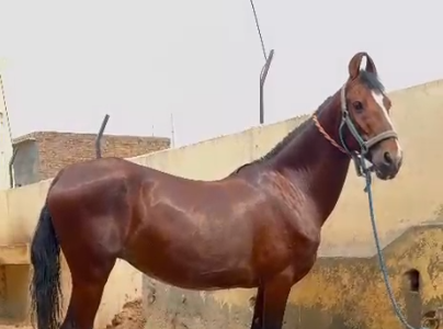 Premium Marwari Mare for Sale: Rajhans & Prabhat Lineage (In Foal to Saptash)