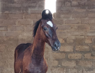 Premium Show-Quality Marwari Colt: Great Gambler Lineage (7 Months)