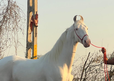 Premium Nukra Stallion for Sale: Classic Heritage (61 Inches)