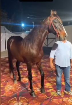 Premium Marwari Colt Prospect: Vayujith (Dilbag Rania & Shaandar Lineage)