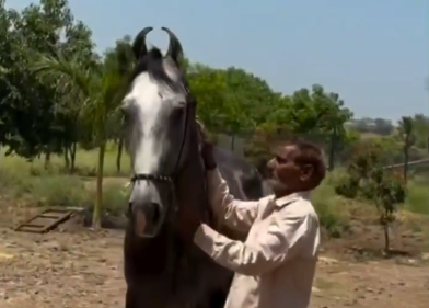 Premium Marwari Colt for Sale: Guru (Majhuke Lineage)