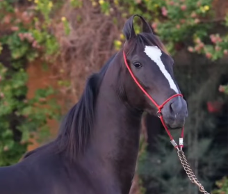 Premium Marwari Colt Prospect: Zuber (Bharat Ratan Lineage)