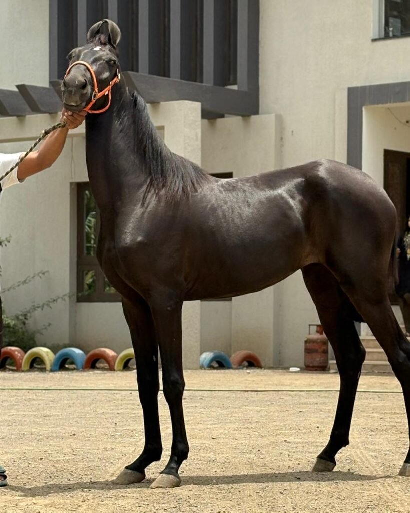 Devyani-Elite Marwari Filly