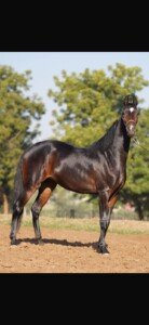 Devmani (Sired by the Unbeaten All India Champion Dev Saheb)