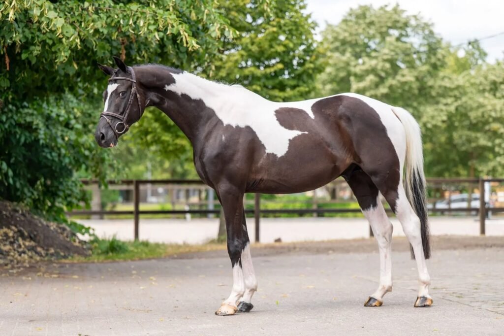 Premium Trakehner Show Jumping Gelding: 1.00m Competitor (166 cm)