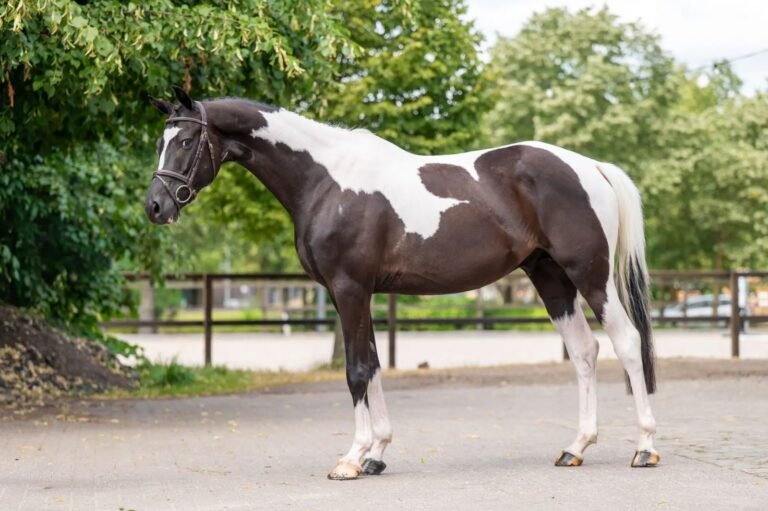 Premium Trakehner Show Jumping Gelding: 1.00m Competitor (166 cm)