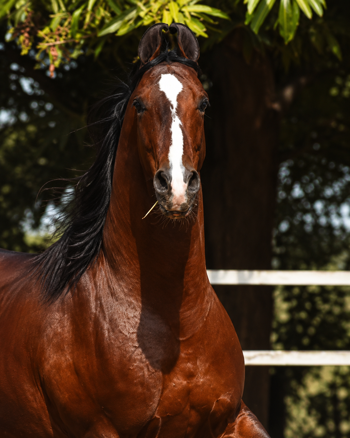 THE ONE & ONLY – KING | Elite Stud Service Available